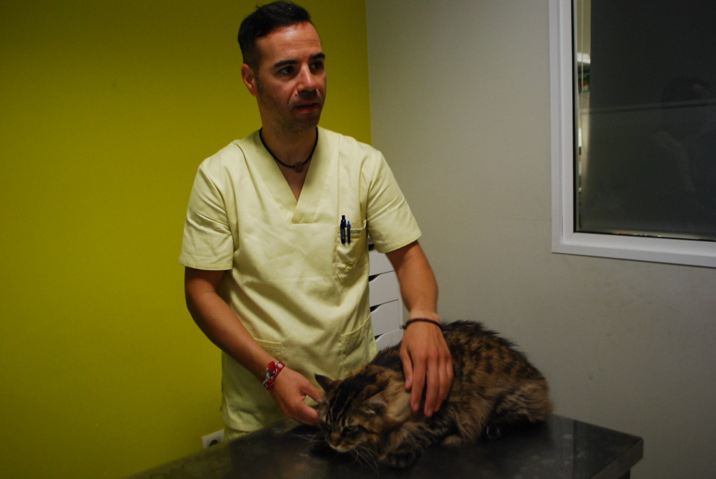 medicina_interna_centro_veterinario_13_de_diciembre