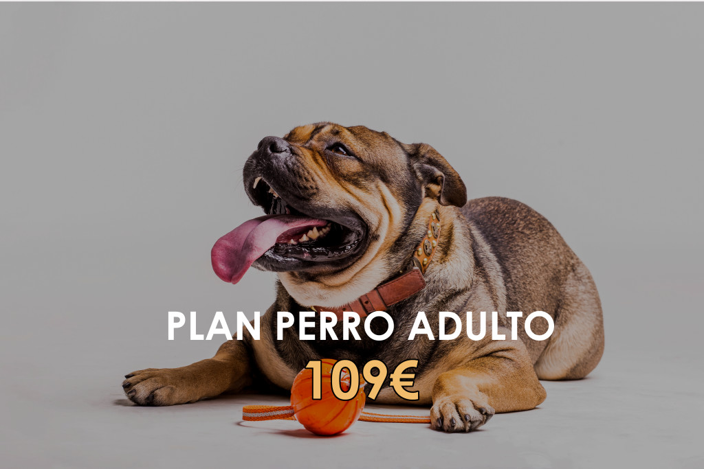 plan_perro_adulto_veterinaria_vigo_13_diciembre