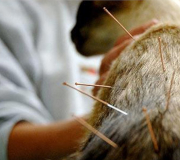 acupuntura_centro_veterinario_13_de_diciembre