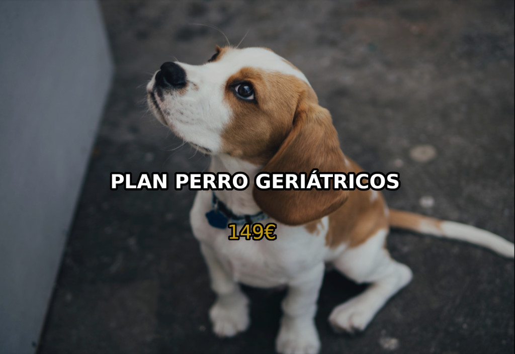 perro-geratico